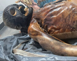 Male body found in rural area of Bahia