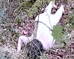 Missing French woman found dead in Romania
