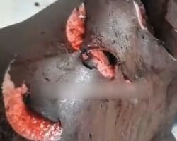 Nigerian man injured after machete fight