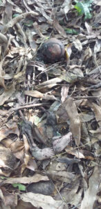 Remains of child found dumped in house yard
