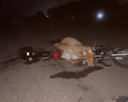 Young man died after crashing his motorcycle into cow