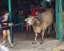 Young woman killed by bull during traditional Venezuelan celebrations
