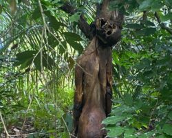 Decomposing hanged guy found in Malaysia