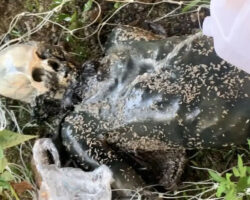 Heavily decomposed corpse found