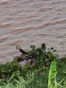 Male dead body washed up by Mekong River