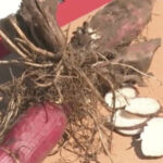 Man died after ingesting poisonous root