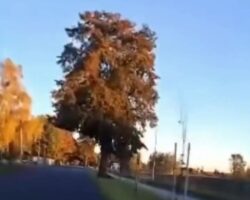 Man livestreams his suicide by crashing into tree