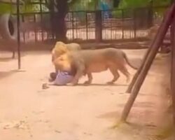 Mentally ill man attacked by lions in ZOO