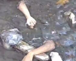 Severed arms found in stream