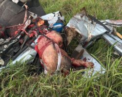 Brutal consequences of accident on BR-101