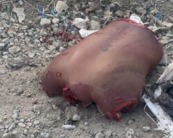 Dismembered human remains found on dirt road in Ecuador