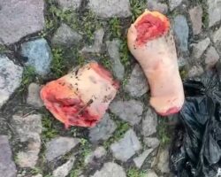 Dismembered woman found dumped in plastic bags