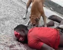 Dog eating corpse of Haitian gangster