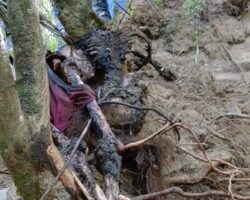 Eaten and rotten female remains found in ravine