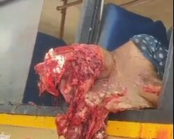 Female bus passenger suffered crushed skull in collision with truck