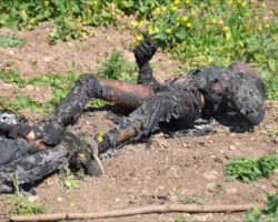Five electrical cable thieves ended up fried