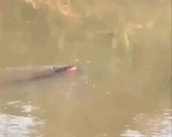 Man became crocodile snack while swimming in river