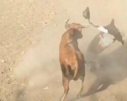 Man fatally injured by bull during Corralejas festival