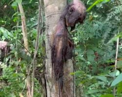 Severely decomposed hanged man found in jungle