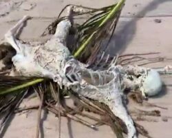 Skeletal remains found on beach in Bahia