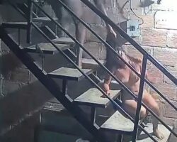 Victim of rape tries to escape her attacker but is caught