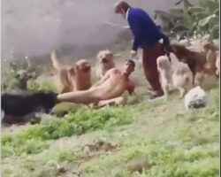 Cambodian man attacked by pack of stray dogs