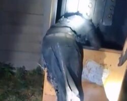 Copper cable thief burned to crisp