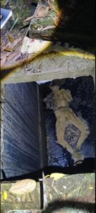 Discovery of half-rotten body inside septic tank