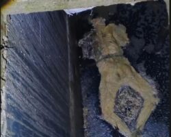 Discovery of half-rotten body inside septic tank
