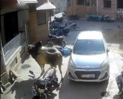 Free-roaming bull fatally attacks passerby