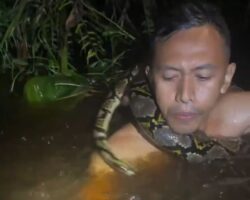 Guy attacked by reticulated python