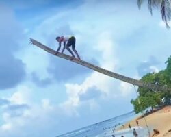 Guy falls to his death while trying to climb palm tree