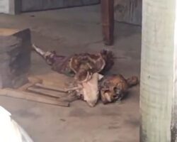 Military policeman found in skeletonized state
