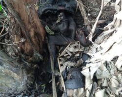 Mummified human body found in Indonesian rainforest