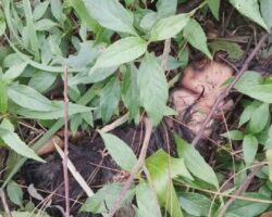 Sicko dismembered his girlfriend into dozens of pieces