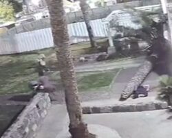 Woman crushed to death by falling palm tree in Israel