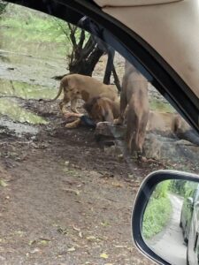 Zookeeper fatally attacked by group of lions