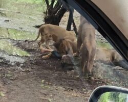 Zookeeper fatally attacked by group of lions
