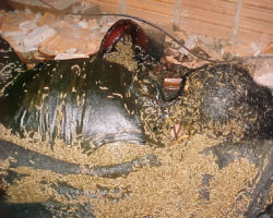 Decomposing maid found in attic