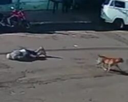 Elderly man paralyzed after being knocked down by dog