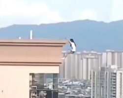 Female adrenaline seeker falls from 24th floor