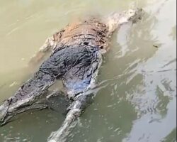 Headless rotting corpse floating in river