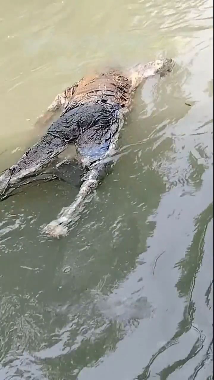 Headless rotting corpse floating in river • GoreCenter
