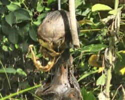 Heavily decomposed body of hanged man found in rubber plantation