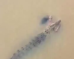 Indian woman killed by huge crocodile