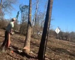 Lumberjack killed by snapping strap while felling tree