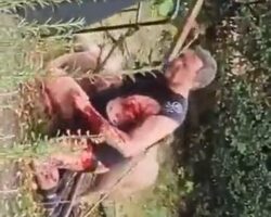 Man attacked and killed by two American XL bullies