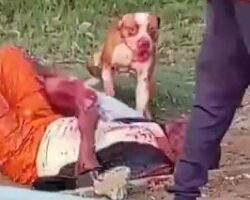 Man attacked and mauled by two pit bulls