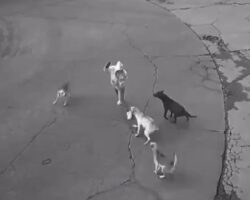 Mexican woman attacked by pack of stray dogs