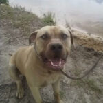 Pitbull bites grandma in face during ice bucket challenge